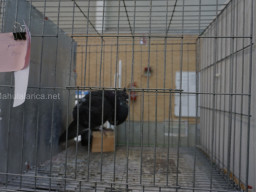 XIV Concurso Exposición de Palomas de Raza en Mula 2024